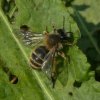 grijzerimpelrugvrouwbiesbosch30032019
