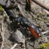 grotebloedbijbiesbosch04042019_2