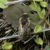 grotezijdebijmanbiesbosch04042019_1