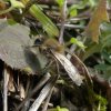 grotezijdebijmanbiesbosch04042019_2