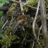 grotezijdebijvrouwbiesbosch04042019_1
