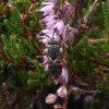 heideviltbijopstruikheidehogeveluwe11092016