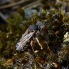 heideviltbijopstruikheihogeveluwe18092016