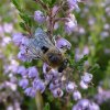 heizijdebijopstruikheidehogeveluwe10092016_1