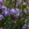 heizijdebijopstruikheidehogeveluwe10092016_2