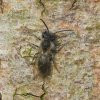 lichtewilgenzandbijmanbiesbosch08042019