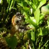 moshommelperlenbach25052019_2