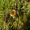 moshommelperlenbachtal25052019