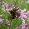 tuinhommelvrouwopechtekoekoeksbloemzouweboezem130520141
