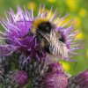 tweekleurige_koekoekshommel_op_kale_jonker_zouweboezem_15052014_3