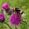 veldhommel_op_kruldistel_lexmond_04052014