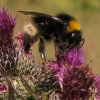 vierkleurige_koekoekshommel_op_kale_jonker_16052014_1