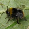 weidehommel_vrouw_zouweboezem_15052014