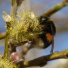 wilgenhommelopwilgzouweboezem22032015_2