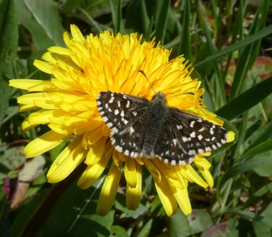 aardbeivlinderduitslnd25052019