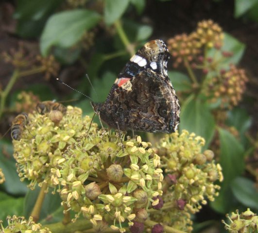 atalantaamaliasteinvianen01112007