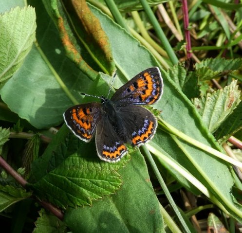 blauwevuurvlindervrouwperlenbachtal25052019_1