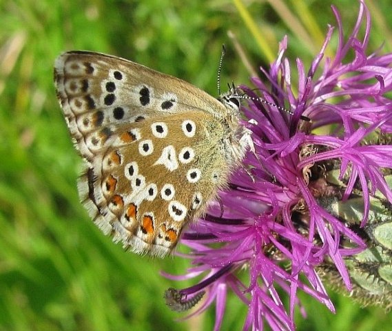 bleekblauwtjenothfeldend24072008keesvansoolingen3