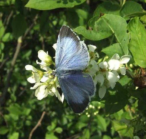 boomblauwtjeopvogelkersrecreatieterreinslingeland190420071