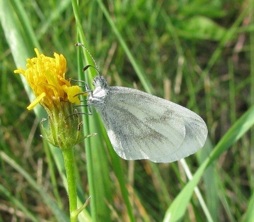 boswitjemachtlosd29072008keesvansoolingen