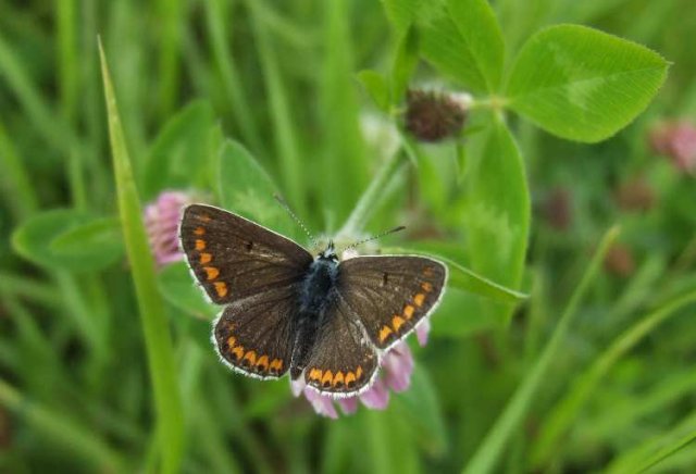 bruinblauwtjelekdijkeverdingen080720072