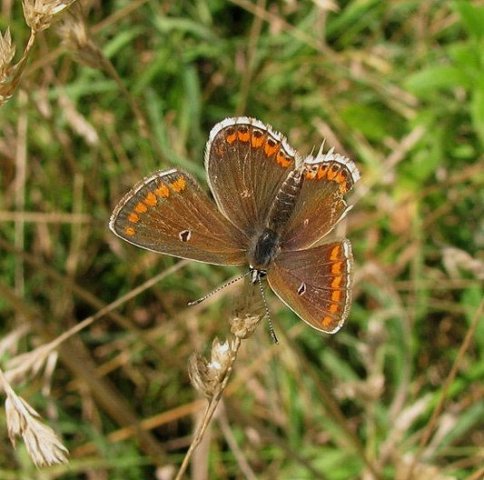 bruinblauwtjelekuiterwaardforteverdingen23082008keesvansoolingen