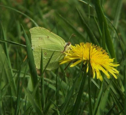 citroenvlinderoppaardenbloemnatuurlijkbrabant25042007