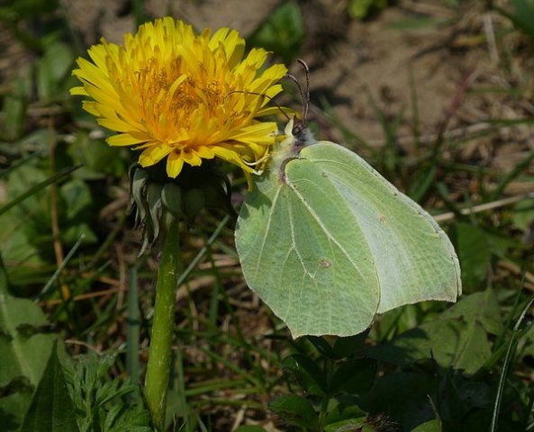 citroenvlindervrouwbiesbosch30032019