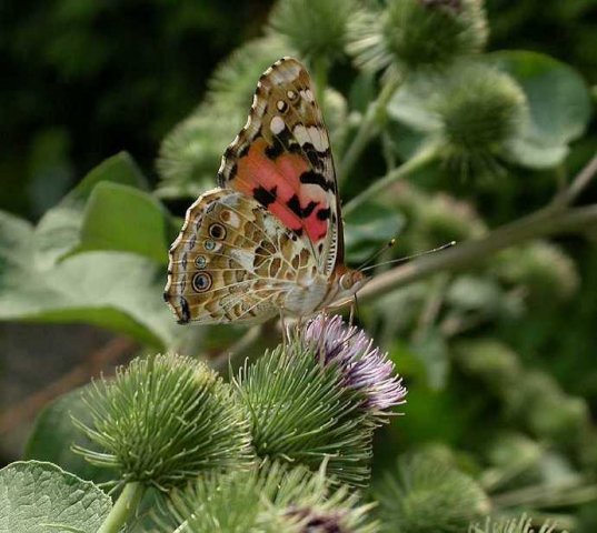 distelvlinderopgroteklismeerkerk28072006