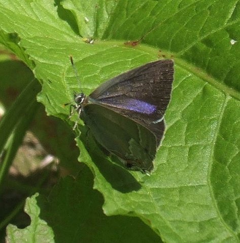 eikenpagelingebos240620081