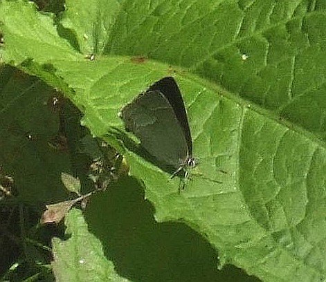 eikenpagelingebos240620082