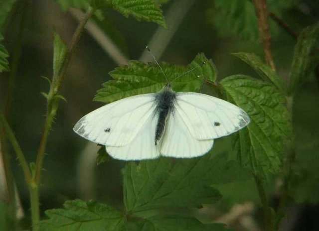 kleinkoolwitjelingebos24042007
