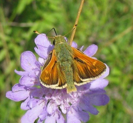 kommavlindernothfeldend24072008keesvansoolingen2