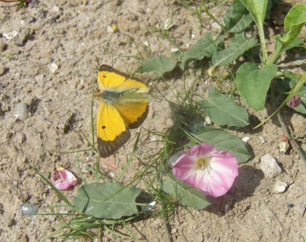 oranjeluzernevlinderbetuwelijngorinchem26082007
