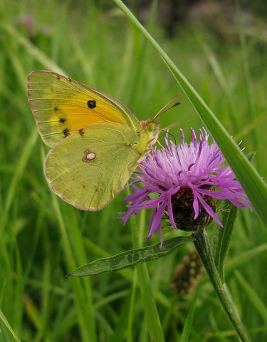 oranjeluzernevlinderopknoopkruidlekdijkachthoven28072013