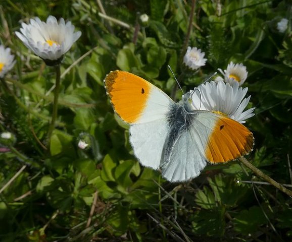 oranjetipjemanbiesbosch170420192