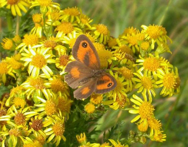 oranjezandoogjeopjacobskruiskruidnatuurlijkbrabant07072005