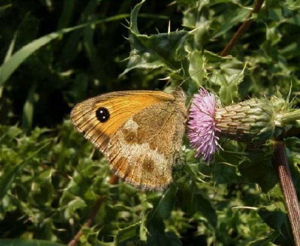 oranjezandoogjeopkruldistelnatuurlijkbrabant08082004