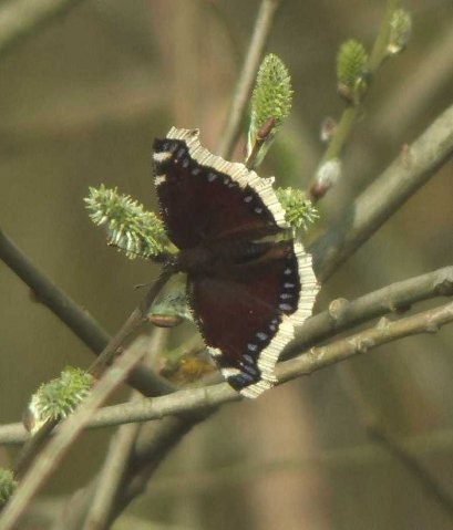 rouwmantelopgrauwewilgzouweboezemgebied140320071