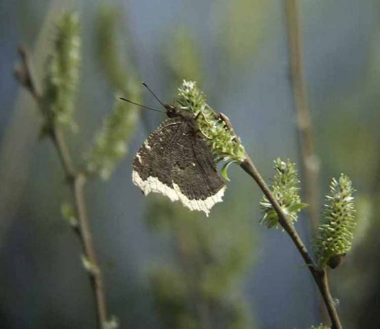 rouwmantelopgrauwewilgzouweboezemgebied260320071