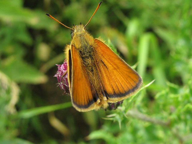 zwartsprietdikkopjelekdijkvianen05072008keesvansoolingen1