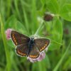 bruinblauwtjelekdijkeverdingen080720072