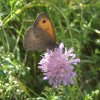 bruinzandoogjeopakkerdistelweeversinlaagserooskerke13072008