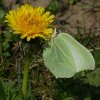 citroenvlindervrouwbiesbosch30032019