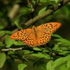 keizersmantelmanmeijendel21072019_1