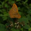 keizersmantelmanmeijendel21072019_4