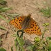 kleineparelmoervlindermoerputten140820131