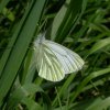kleingeaderdwitjezouweboezemgebied17042006