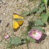 oranjeluzernevlinderbetuwelijngorinchem26082007