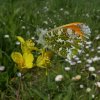 oranjetipjemanbiesbosch170420191